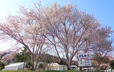 あおねっと 青森南